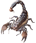Leise, schnell und tödlich - der Skorpion